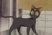 Luna.png